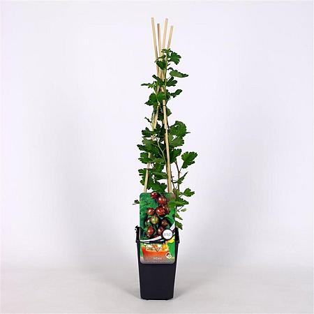 Ribes u.-c. 'Captivator' Pot 2 Liter