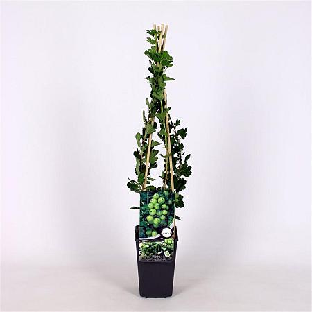 Ribes u.-c. Hinnonmäki Grön Pot 2 Liter