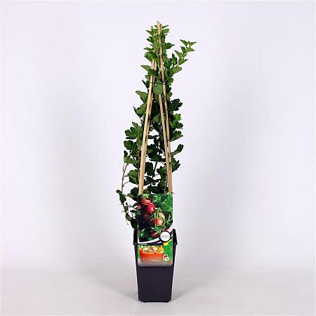 Ribes u.-c. Hinnonmäki Röd Pot 2 Liter
