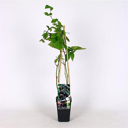 Rubus frut. 'Chester Thornless' Pot 2 Liter