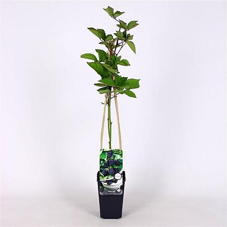 Rubus frut. 'Jumbo' Pot 2 Liter