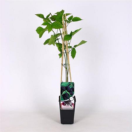 Rubus frut. 'Loch Ness' Pot 2 Liter