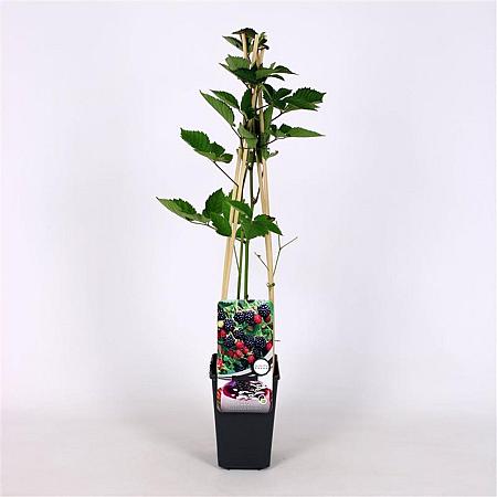 Rubus frut. 'Navaho' Pot 2 Liter