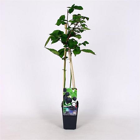 Rubus frut. 'Reuben' Pot 2 Liter