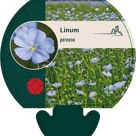 Linum perenne Pot 9 cm