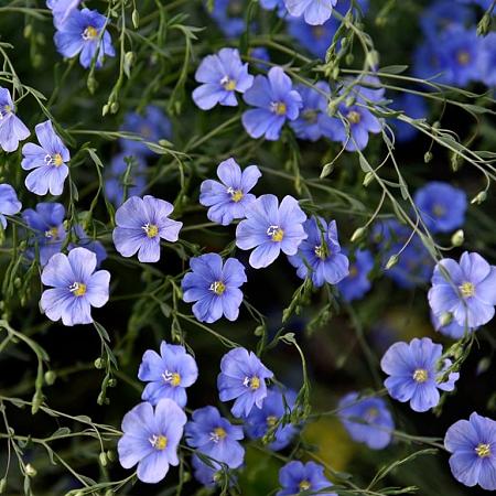 Linum perenne Pot 9 cm