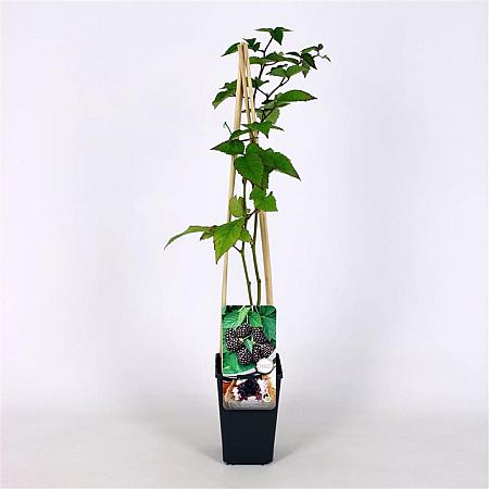 Rubus frut. 'Thornfree' Pot 2 Liter