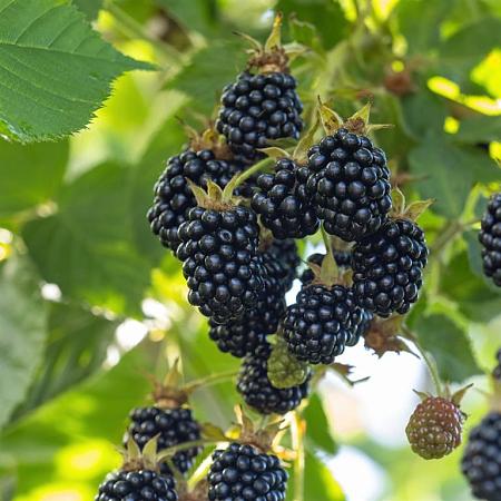 Rubus frut. 'Triple Crown' Pot 2 Liter