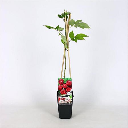 Rubus idaeus 'Autumn Bliss' Pot 2 Liter