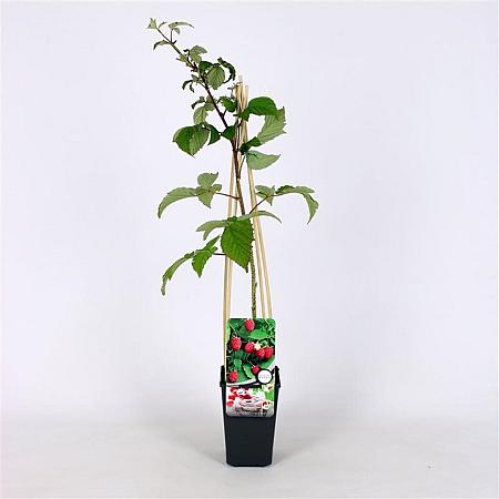 Rubus idaeus 'Schönemann' Pot 2 Liter
