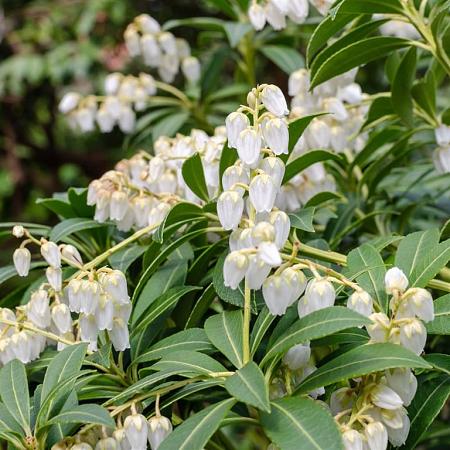 Pieris jap. 'Debutante' Pot 7,5 Liter 