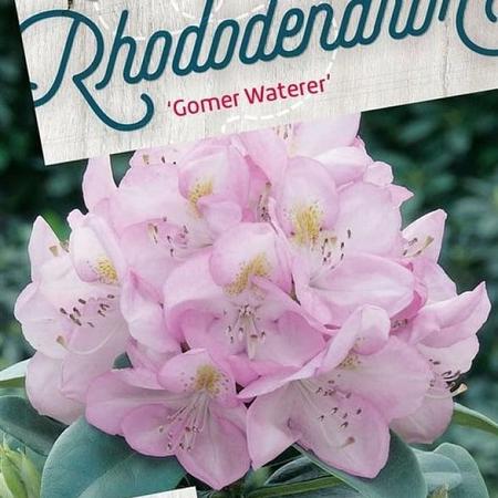 Rhododendron 'Gomer Waterer' Pot 20 Liter 60 - 80 cm