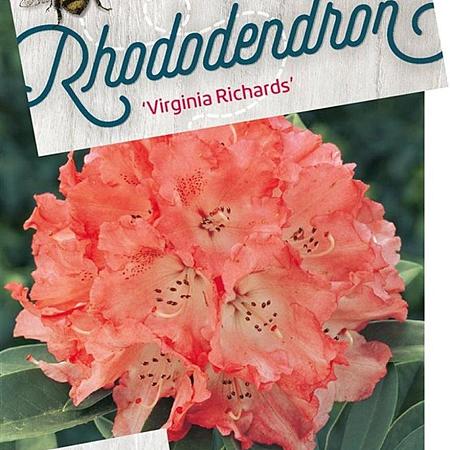Rhododendron 'Virginia Richards' Pot 20 Liter