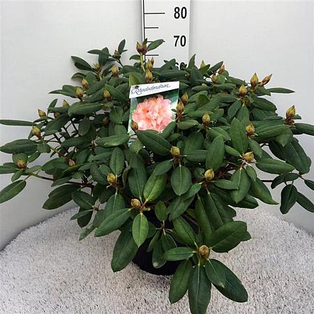 Rhododendron 'Virginia Richards' Pot 20 Liter