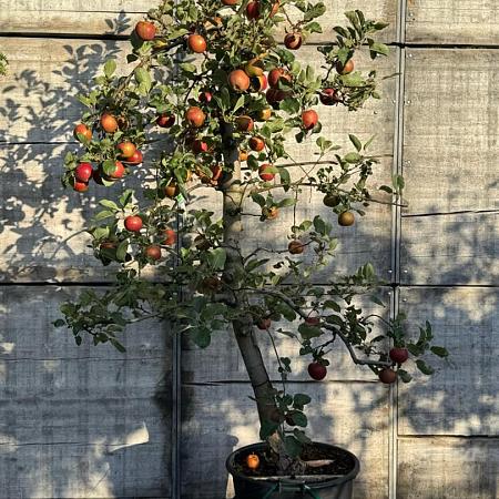 Malus d. 'Rode Boskoop' Pot 80 Liter (Stamomtrek 20-25 cm)