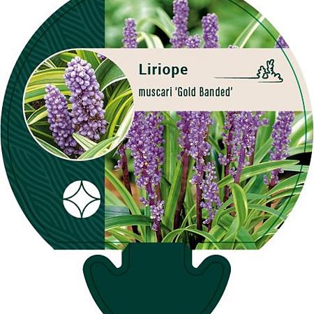 Liriope muscari 'Gold Banded' Pot 9 cm