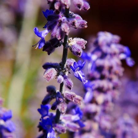 Perovskia atripl. 'Blue Spire' Pot 5 Liter 