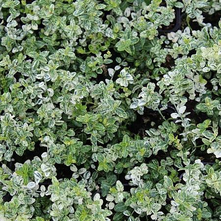 Euonymus fort. 'Silverstone' Pot 2 Liter