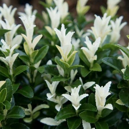 Euonymus jap. 'Francien' Pot 2 Liter