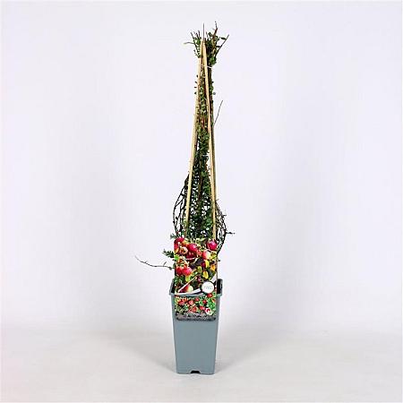 Vaccinium macrocarpon 'Pilgrim' Pot 2 Liter