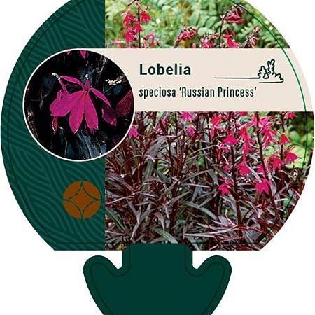 Lobelia s. 'Russian Princess' Pot 9 cm