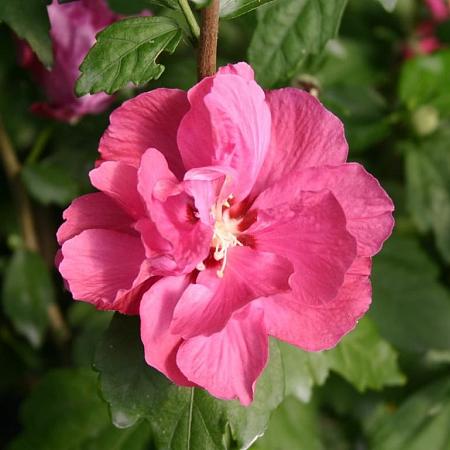 Hibiscus syr. 'Duc de Brabant' Pot 5 Liter 