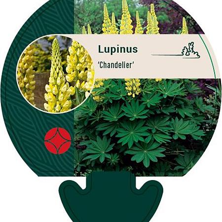 Lupinus 'Chandelier' Pot 9 cm