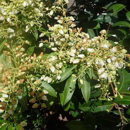 Pieris jap. 'Prelude' Pot 2 Liter