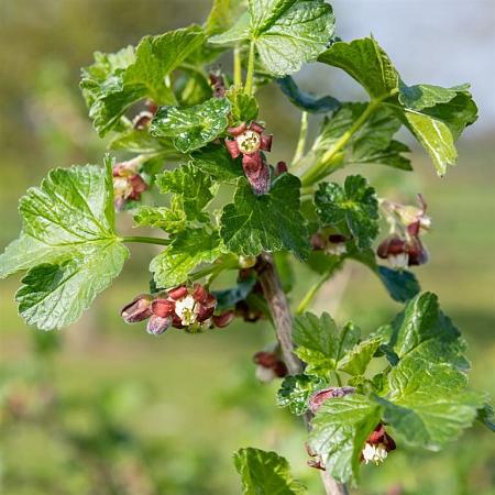 Ribes uva-crispa Pot 2 Liter