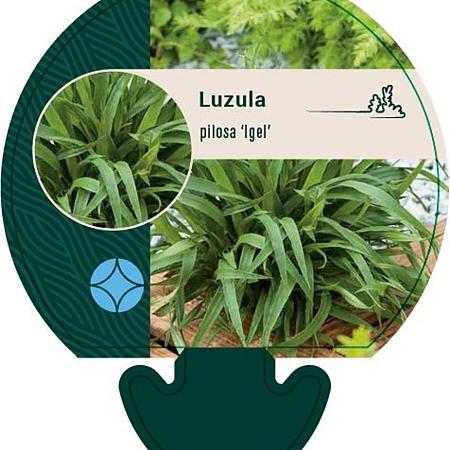 Luzula pilosa 'Igel' Pot 9 cm
