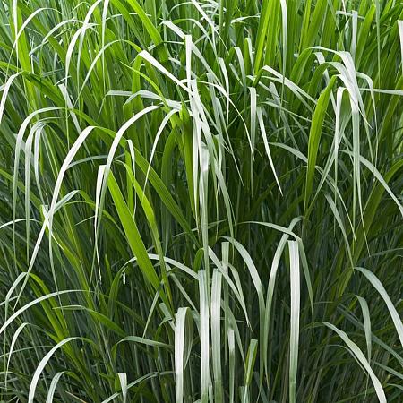Panicum virgatum 'Northwind' Pot 6,5 Liter 