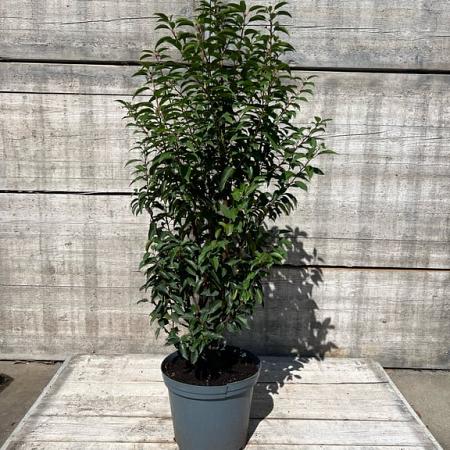 Prunus l. 'Angustifolia' Pot 15 liter 100 - 125 cm