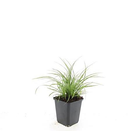 Luzula nivea Pot 9 cm