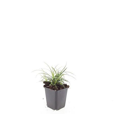 Luzula nivea Pot 9 cm