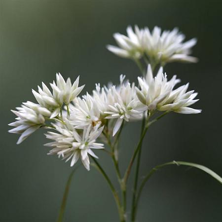 Luzula nivea Pot 9 cm