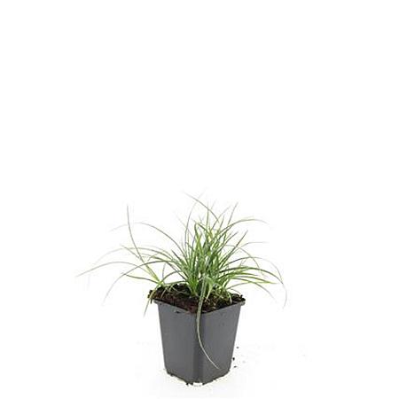Luzula nivea Pot 9 cm