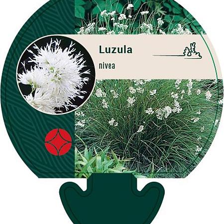 Luzula nivea Pot 9 cm