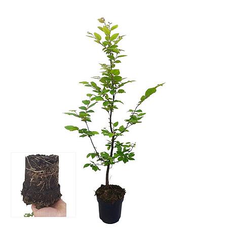 Carpinus betulus Stam 60 cm