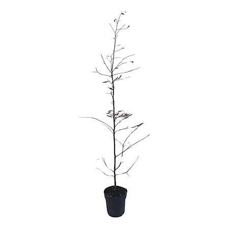 Carpinus betulus Pot 5 Liter 150 - 175 cm