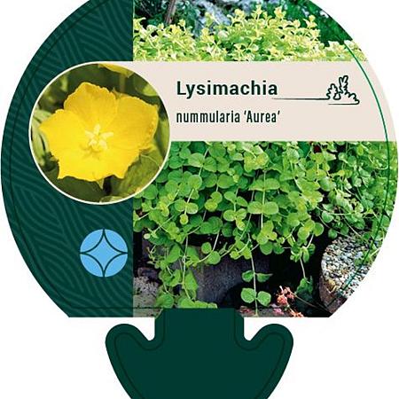 Lysimachia numm. 'Aurea' Pot 9 cm