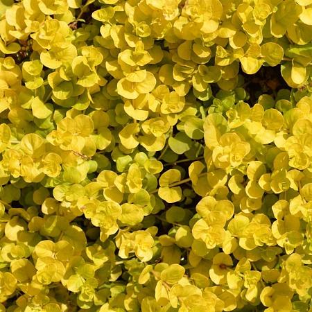 Lysimachia numm. 'Aurea' Pot 9 cm