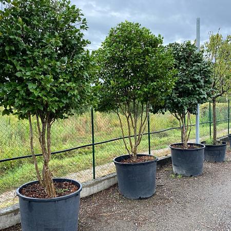Camellia japonica Pot 130 liter 250 - 300 cm Meerstammig