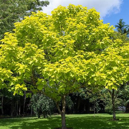 Catalpa bignonioides Pot 150 liter 250 - 300 cm Meerstammig