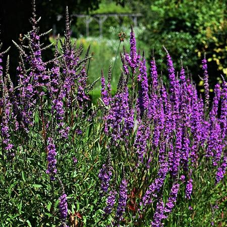 Lythrum sal. 'Zigeunerblut' Pot 9 cm