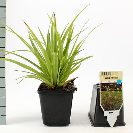 Luzula sylvatica Pot 9 cm