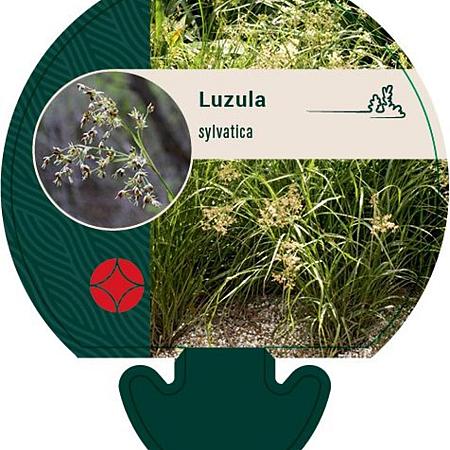 Luzula sylvatica Pot 9 cm