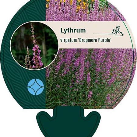 Lythrum virgatum 'Dropmore Purple' Pot 9 cm