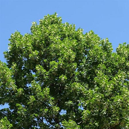 Tilia europaea 'Pallida' Hoogstam (Stamomtrek 14-16 cm)