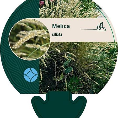 Melica ciliata Pot 9 cm