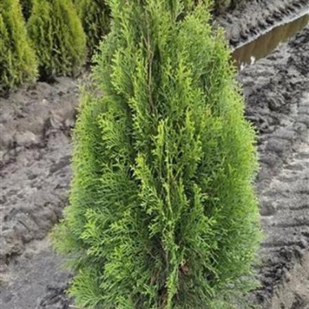 Thuja occ. 'Smaragd' Kluit 80 - 100 cm